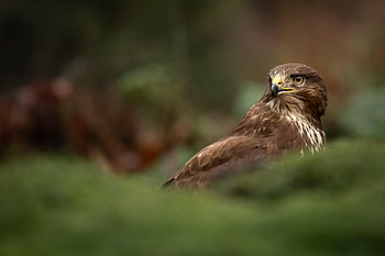 Animals, Bird, Brown, Predator, Wildlife, Hawk HD wallpaper
