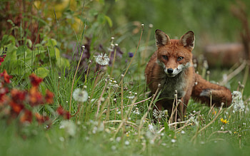 Fox, cute, animal, nature HD wallpaper