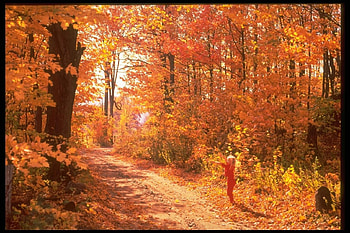 Landscape, Trees, Roads, Autumn HD wallpaper