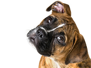 Really?, dog, face, boxer, caine HD wallpaper