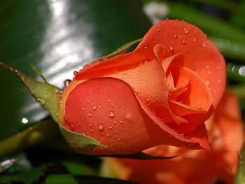 wild rose, water droplets, perfect, red HD wallpaper