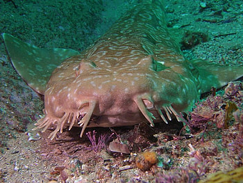 Wobbygong Shark, flat, shark, ocean, stones HD wallpaper