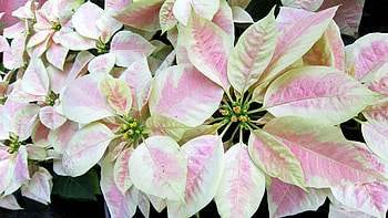 Pink, Poinsettia HD wallpaper