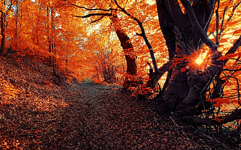 Beautiful Fall Day, Leaves, Red, Trees, Fall, Sun, Nature, Autumn HD wallpaper