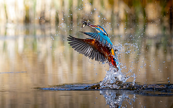 Kingfisher Fishing, fish, kingfisher, water, splash, flight HD wallpaper