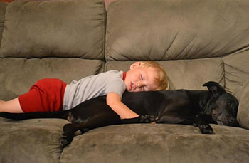 NAPPING, BOY, CUTE, DOG HD wallpaper