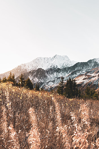Landscape, Nature, Trees, Mountains, Bush HD phone wallpaper