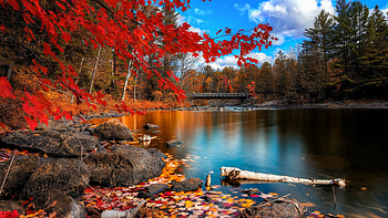 Fall Foliage, nature, autumn, trees, leaves HD wallpaper