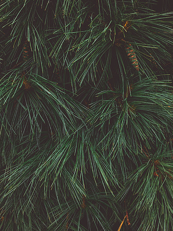 Cones, Macro, Dark, Needles, Christmas Tree HD phone wallpaper