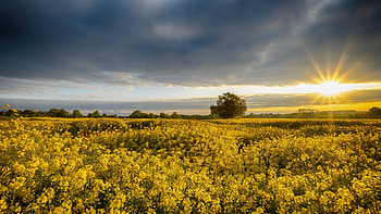 Rape field in England, morning, sunrise, dawn, clouds, landscape, uk, sky HD wallpaper