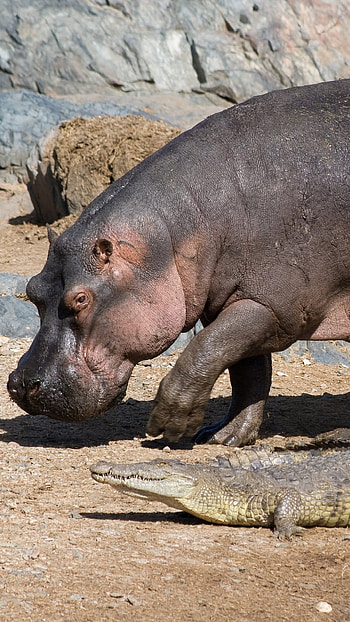 Hippopotamus, Iconic creatures, African wildlife, Striking visuals HD phone wallpaper
