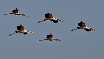 Crane bird , Bird graphy, Nature's marvel, Feathered beauty HD wallpaper