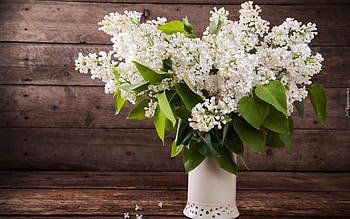 Lilac, still life, vase, white HD wallpaper