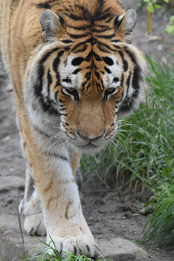 Animals, Grass, Muzzle, Tiger, Paws HD phone wallpaper