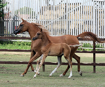 Cloud of Dust, gallop, horses, mare, arabian, foal HD wallpaper