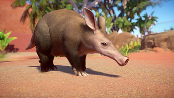 Aardvark, Habitat, Marebbi zoo, Rplanetzoo HD wallpaper