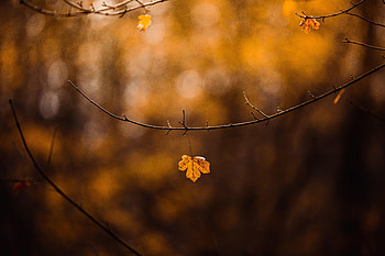 Nature, Autumn, Branch, Leaflet HD wallpaper