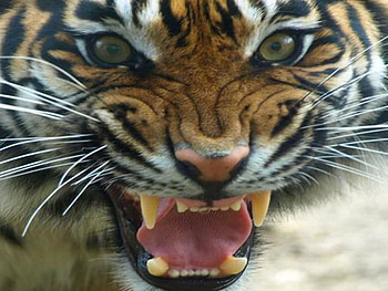 Fury, teeth, stripes, tiger, hunter HD wallpaper