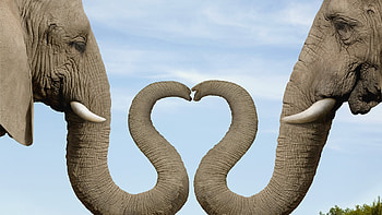 :), animal, valentine, grey, elephant, couple, cute, funny, heart, blue HD wallpaper