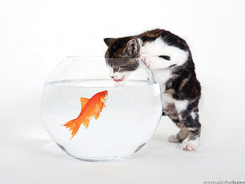 Cat trying to catch Goldfish, kitten, kitty, cats, cute, cat, goldfish, hungry, fish, fishbowl HD wallpaper