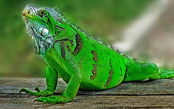 Iguana green lizard, Wildlife lizards HD wallpaper
