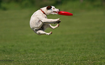 Animal sports dog, Whippet racing, Greyhound lure coursing, Goodfon HD wallpaper