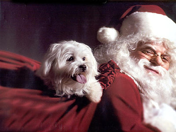 Santa and his puppy, animal, dog, puppy, holiday, fantasy, christmas, santa HD wallpaper