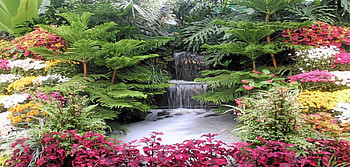 garden beauty, pink, white, yellow, green, colours, flowers, water, pond HD wallpaper
