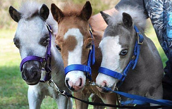Mini Horses, Animals, White, Gray, Sweet, Mini, Brown, Eye, Horses HD wallpaper
