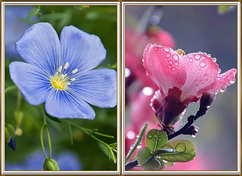FLOWER COLLAGE, FLOWER, NATURE, COLLAGE HD wallpaper