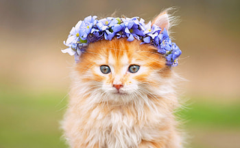 Kitten, blue, sweet, animal, cute, cat, orange, ginger, flower, green HD wallpaper