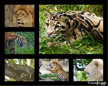 BIG CATS MIX, BIG, , CATS, MIX HD wallpaper