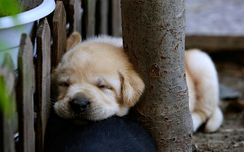 Nap Time, Dog, Sleeping, Puppy, Cute HD wallpaper