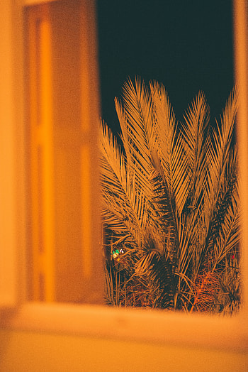 Leaves, Night, Miscellanea, Miscellaneous, Palm, Branches, Window HD phone wallpaper