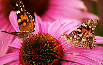 Butterflies, Flower, Macro, Petals, Beautiful HD wallpaper