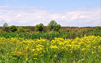 Landscape, Flowers, Trees HD wallpaper