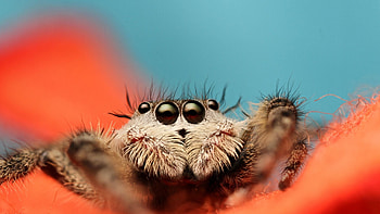 Spider, Spider eyes, , Visual fascination HD wallpaper