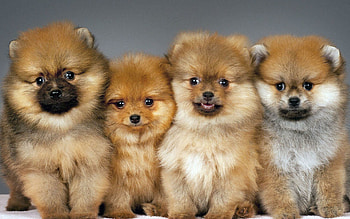 Pomeranian, Extensive collection, Beautiful backgrounds, Adorable pets HD wallpaper