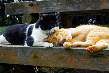 Cats, kitten, kitty, cute, sleepy, sleeping, beauty, animals, hat, sweet, cat, beautiful, paws, cat face, pretty, face, lovely HD wallpaper