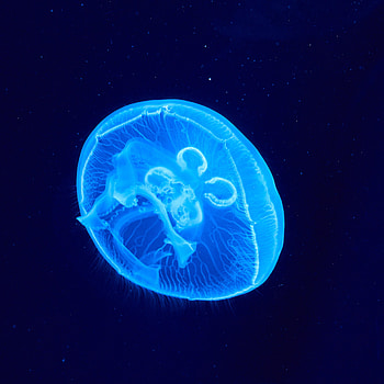 Animals, Jellyfish, Glow, Underwater World HD phone wallpaper