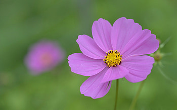 Cosmos Flower, nature, pink, macro HD wallpaper