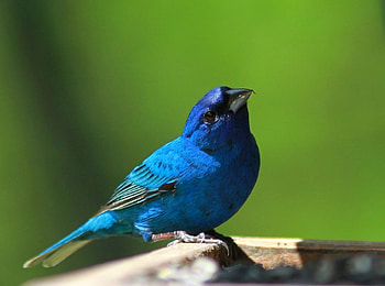 Indigo Bunting, animal, Bunting, bird, Indigo HD wallpaper