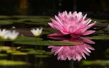 Water Lily, Floral , Nature graphy, quality HD wallpaper