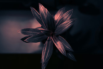 Leaves, Plant, Macro, Glare, Shine, Light, Surface, Gleam HD wallpaper