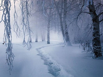 Tracks in the snow, winter, white, bleak, fog, snow, trees, tracks, nature, forest HD wallpaper