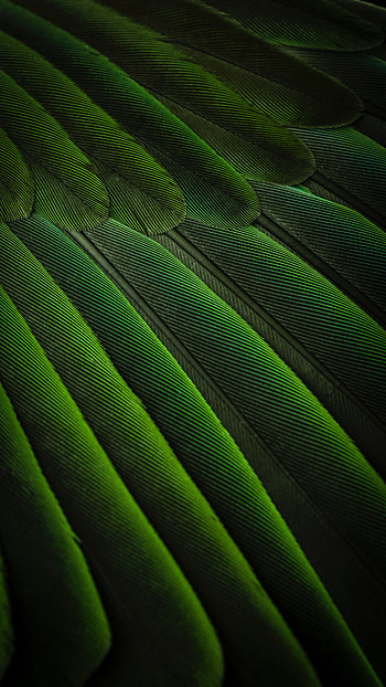 Background, Feather, Bird, Texture, Textures, Color HD phone wallpaper