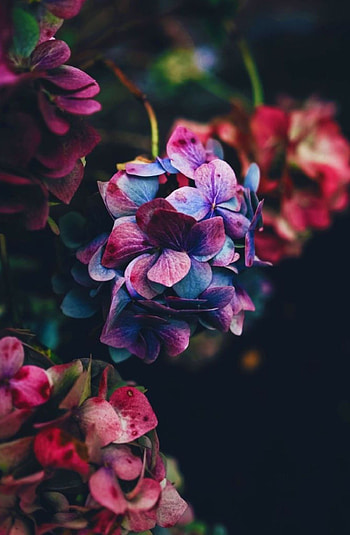 Beautiful floral collection, Flowers graphy, Flower aesthetic, Nature's wonders HD phone wallpaper