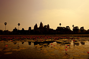 Nature, Lilies, Panorama, Pond, Cambodia HD wallpaper