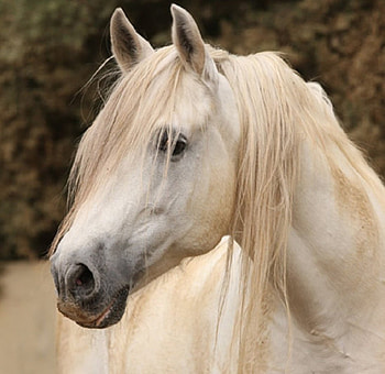 Nobility, spanish, andalusian, horses, grey, gabriel boiselle, boiselle HD wallpaper