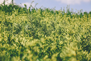 Nature, Grass, Plant, Blur, Smooth, Garden HD wallpaper